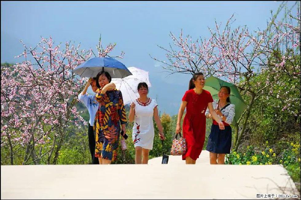 【春天，广西桂林灌阳县向您发出邀请！】望月岭上桃花开 - 游山玩水 - 淄博生活社区 - 淄博28生活网 zb.28life.com