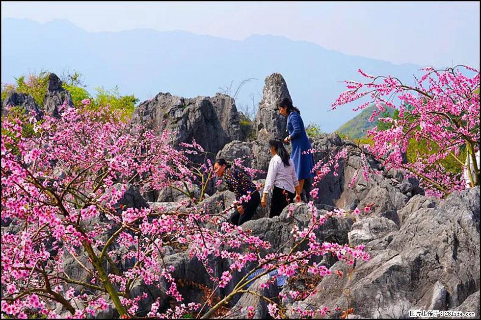 【春天，广西桂林灌阳县向您发出邀请！】望月岭上桃花开 - 游山玩水 - 淄博生活社区 - 淄博28生活网 zb.28life.com