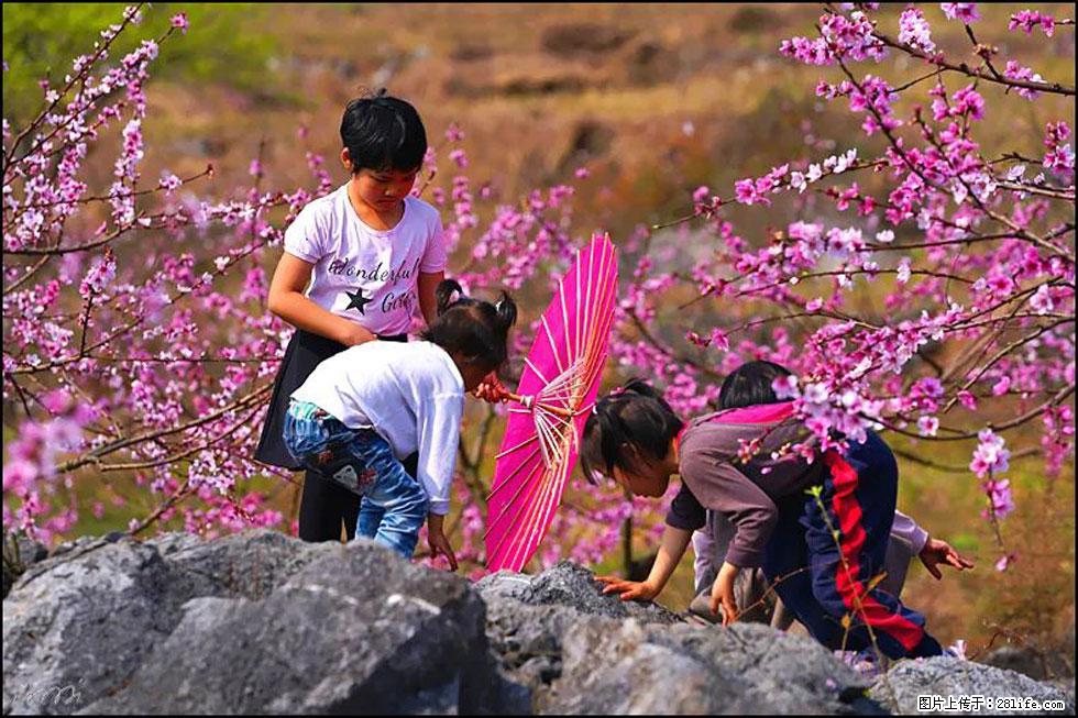 【春天，广西桂林灌阳县向您发出邀请！】望月岭上桃花开 - 游山玩水 - 淄博生活社区 - 淄博28生活网 zb.28life.com