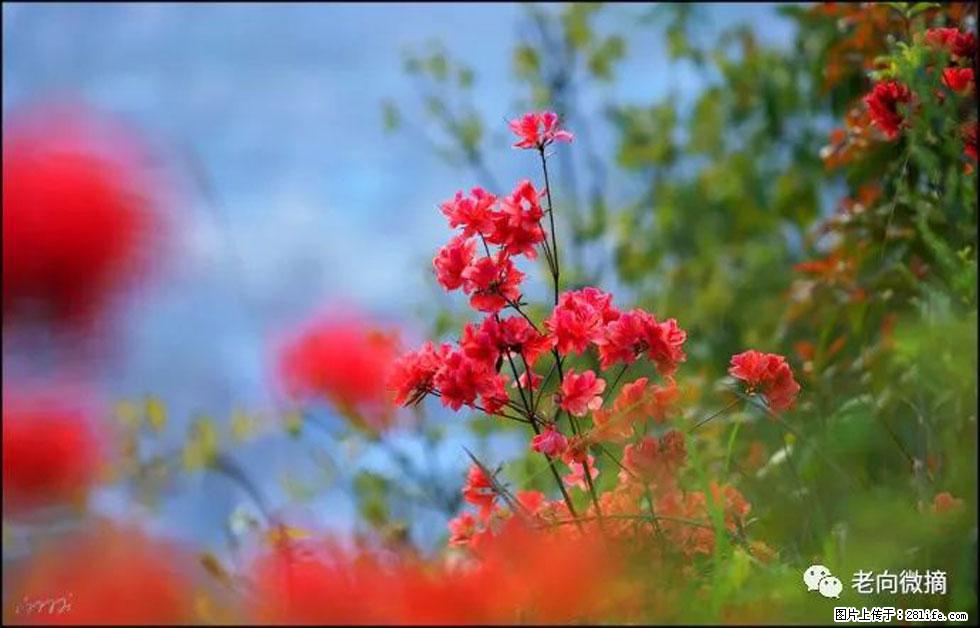 【春天,广西桂林灌阳县向您发出邀请!】登麒麟山,相约映山红 - 游山玩水 - 淄博生活社区 - 淄博28生活网 zb.28life.com