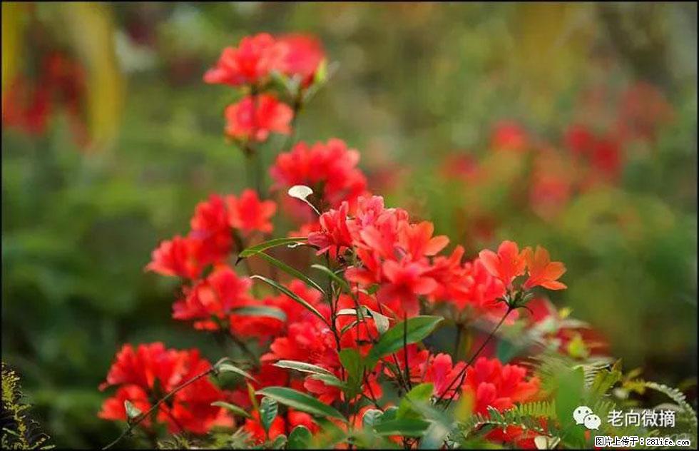 【春天,广西桂林灌阳县向您发出邀请!】登麒麟山,相约映山红 - 游山玩水 - 淄博生活社区 - 淄博28生活网 zb.28life.com