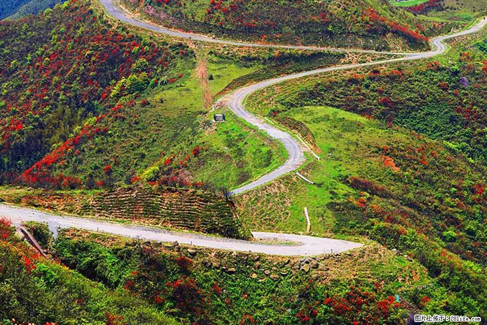 【春天，广西桂林灌阳县向您发出邀请！】春木界上映山红 - 游山玩水 - 淄博生活社区 - 淄博28生活网 zb.28life.com