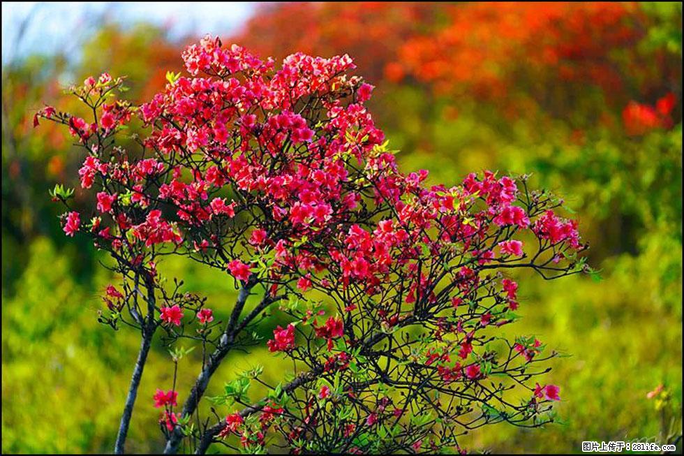 【春天，广西桂林灌阳县向您发出邀请！】春木界上映山红 - 游山玩水 - 淄博生活社区 - 淄博28生活网 zb.28life.com
