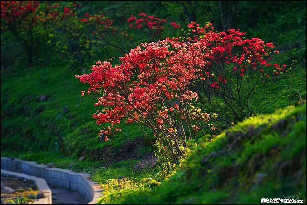 【春天，广西桂林灌阳县向您发出邀请！】春木界上映山红 - 游山玩水 - 淄博生活社区 - 淄博28生活网 zb.28life.com