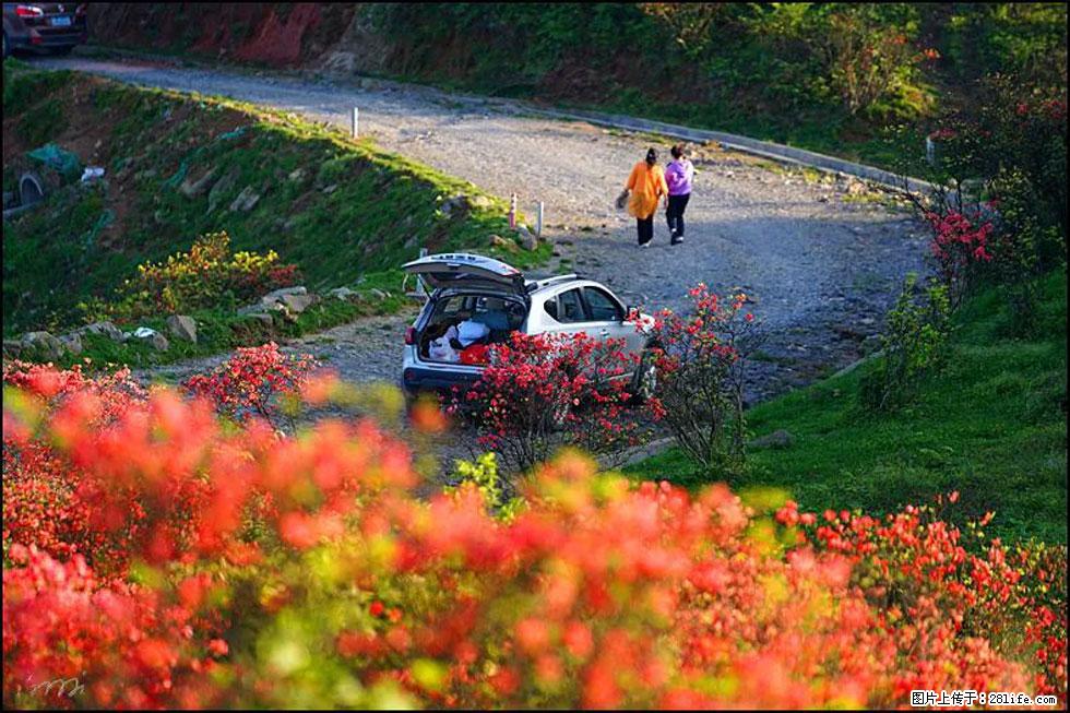 【春天，广西桂林灌阳县向您发出邀请！】春木界上映山红 - 游山玩水 - 淄博生活社区 - 淄博28生活网 zb.28life.com