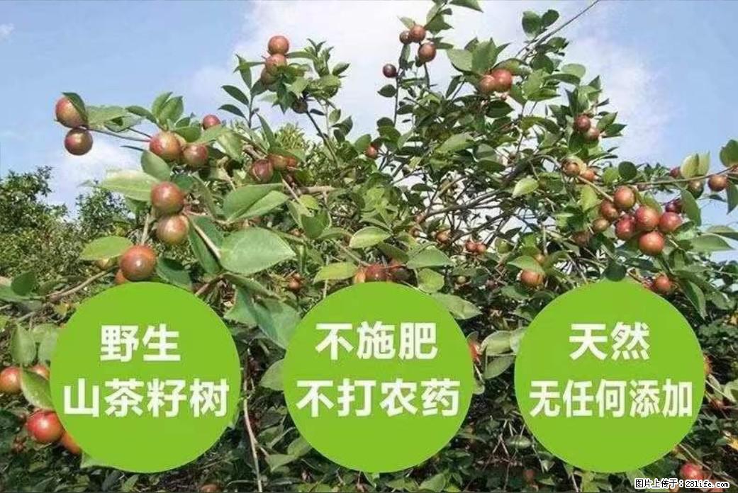 【灌阳县油茶产业示范区】一个有着充实的精神生活的人，对待身外之物自会有一种淡泊的态度 - 美食天地 - 淄博生活社区 - 淄博28生活网 zb.28life.com