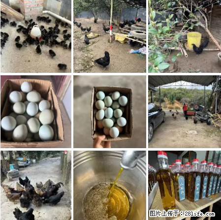 油茶园从小鸡仔开始养起的纯土鸡、土鸡蛋可以预定啦!还有前几天刚榨的纯山茶油哦 - 美食天地 - 淄博生活社区 - 淄博28生活网 zb.28life.com