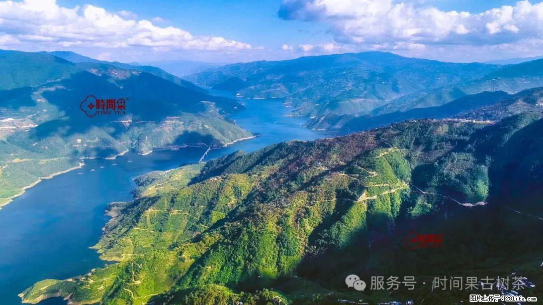 时间果百年古树龙珠普洱生茶 - 购物交流 - 淄博生活社区 - 淄博28生活网 zb.28life.com