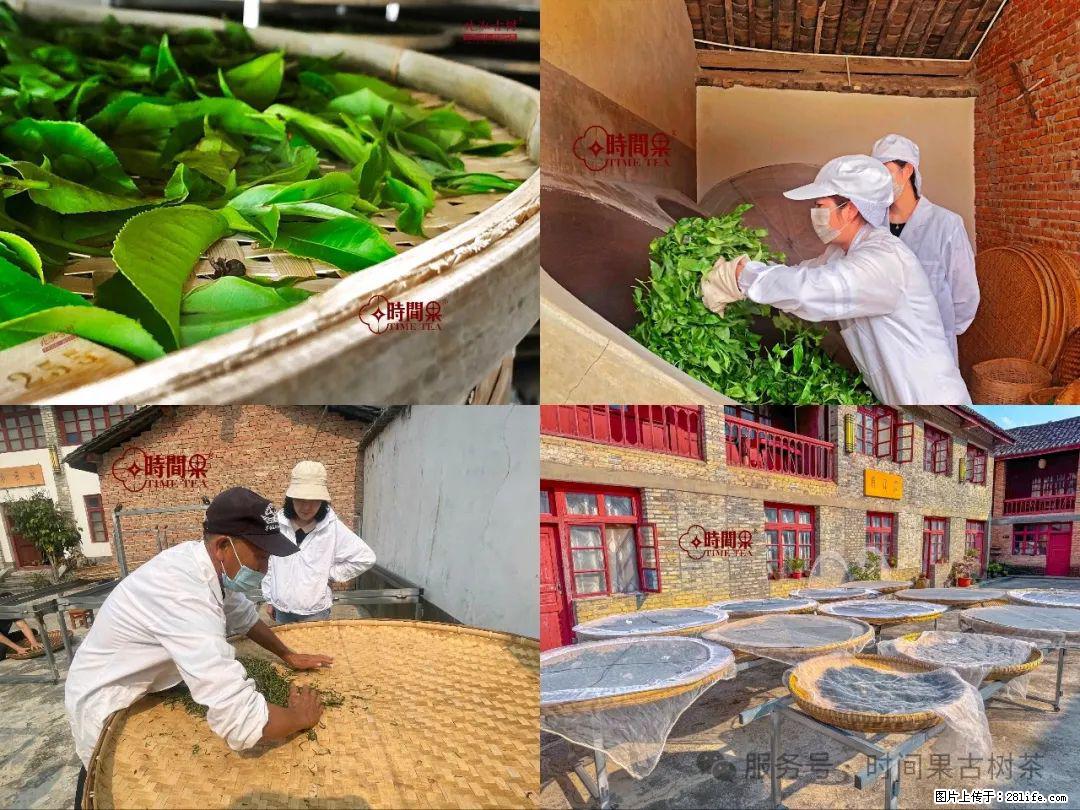 时间果百年古树龙珠普洱生茶 - 购物交流 - 淄博生活社区 - 淄博28生活网 zb.28life.com