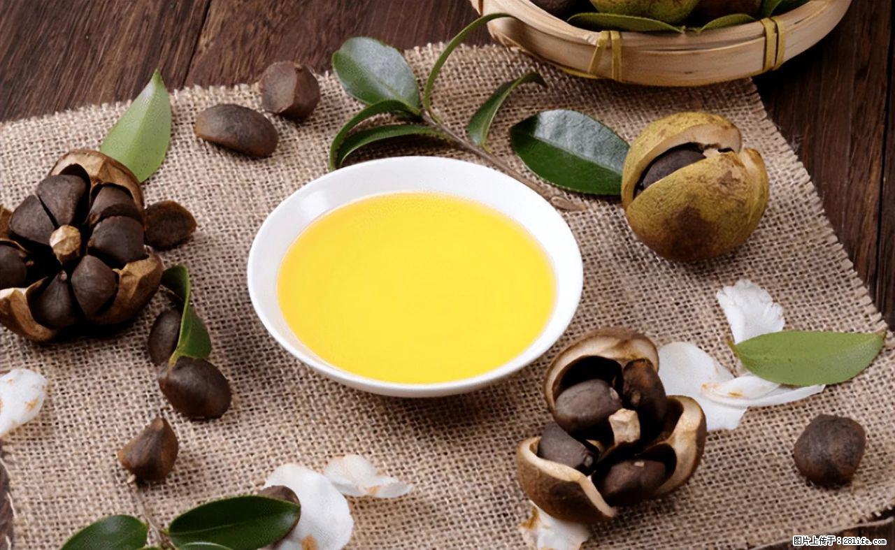 揭秘茶油的5大核心营养成分！被称为人体健康的“守护盾”！ - 淄博生活资讯 - 淄博28生活网 zb.28life.com