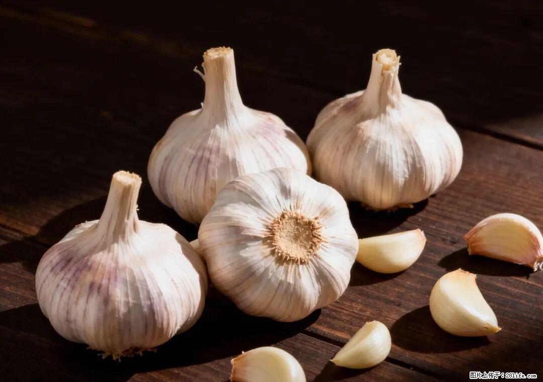 关于大蒜，除了“天然抗生素”，这4个谣言更该警惕! - 淄博生活资讯 - 淄博28生活网 zb.28life.com