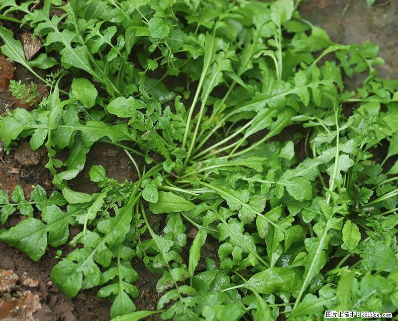 这些蔬菜是“天然钙片”，这6种被医生重点推荐 - 淄博生活资讯 - 淄博28生活网 zb.28life.com