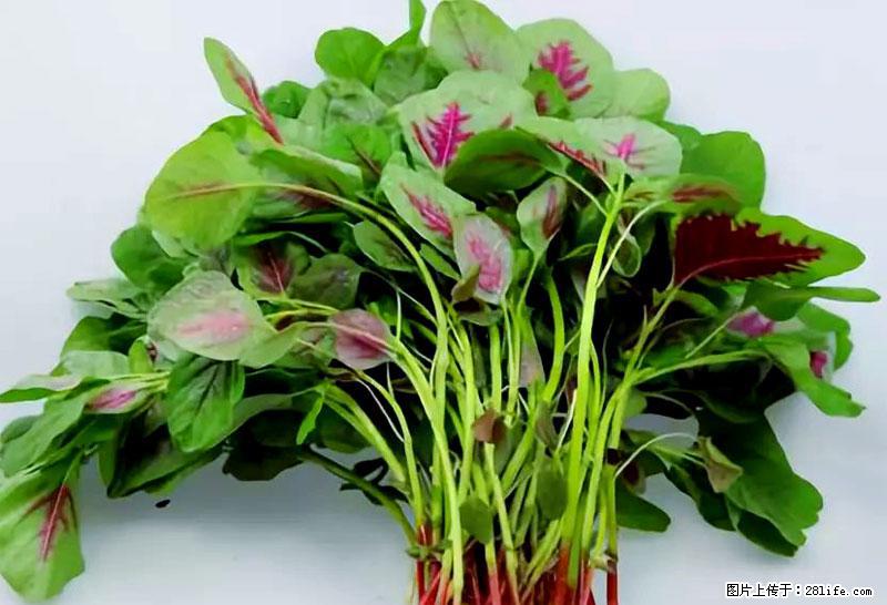 这些蔬菜是“天然钙片”，这6种被医生重点推荐 - 淄博生活资讯 - 淄博28生活网 zb.28life.com