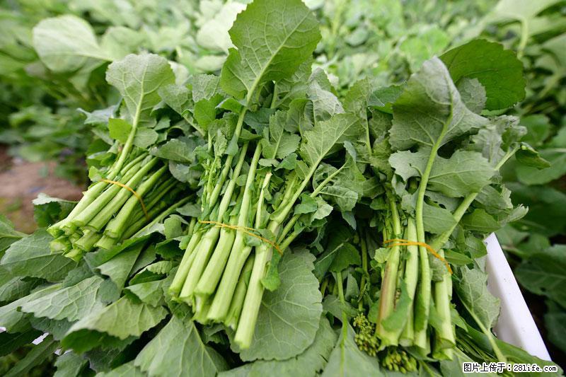 这些蔬菜是“天然钙片”，这6种被医生重点推荐 - 淄博生活资讯 - 淄博28生活网 zb.28life.com